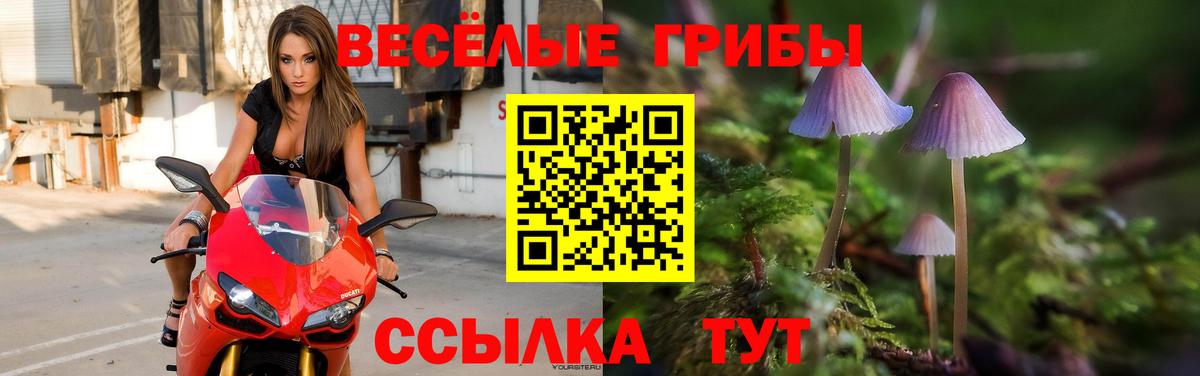 Псилоцибиновые грибы прущие грибы  Псилоцибиновые грибы GOLDEN TEACHER  Вход с VPN  Тулун 